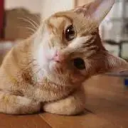 ぱんぱかぴー