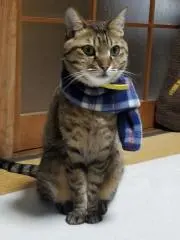 ばう蔵の画像