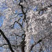 なこ【断捨離中】の画像