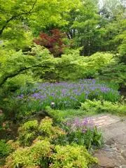 Sakurの画像