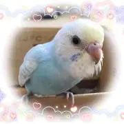 pipi☻（只今ハンドメイドは休止中）
