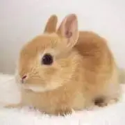 ＊＊＊の画像