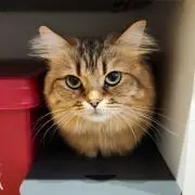 KIM