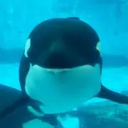 セタシエンの画像