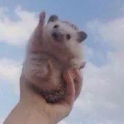 ずーの画像