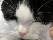 やきにくの画像