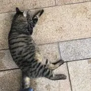 SUの画像