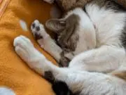ねこの画像