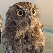 maani