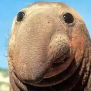 し