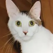 poko