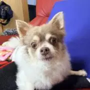 わけやんの画像