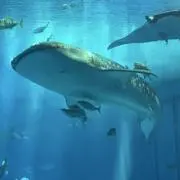 みんみんの画像
