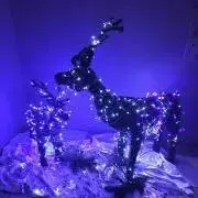 シマアジオヤジの画像