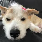 トモハルの画像