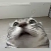 帆の画像
