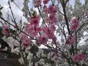 花桃