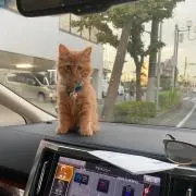 kivenの画像