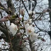 かほむの画像