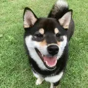 Gonの画像
