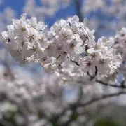 Sakura ♡﻿の画像