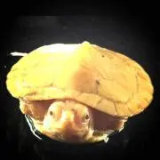 m-e-kの画像
