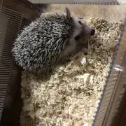 ドログバ