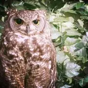 ウィリアムの画像