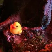 あひるの画像