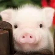 Pideの画像