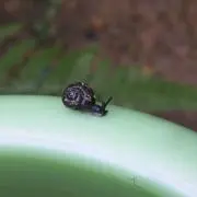 totopipi
