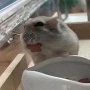 なめたっけの画像