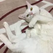 りーべ