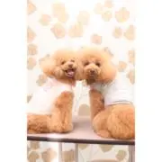 あすぴょん