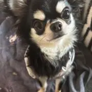 マミ