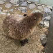 ヨッシー