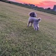 にしの画像