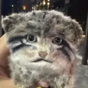 マヌルの画像