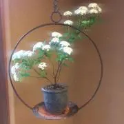 カブの画像