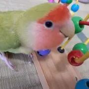 ラブたんの画像