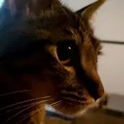 MKの画像