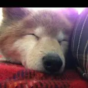 ちろ丸の画像