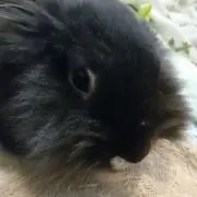 アッサムの画像