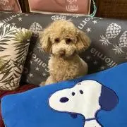 ヤスヤスの画像