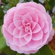 結咲(ユウキ)の画像