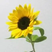 はなの画像