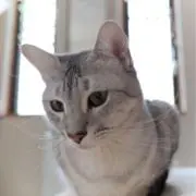 MRの画像
