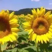 みち.⊹ ࣪˖の画像