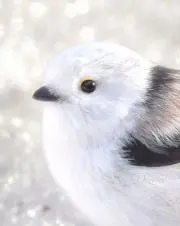 peace
