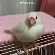 桜子の画像